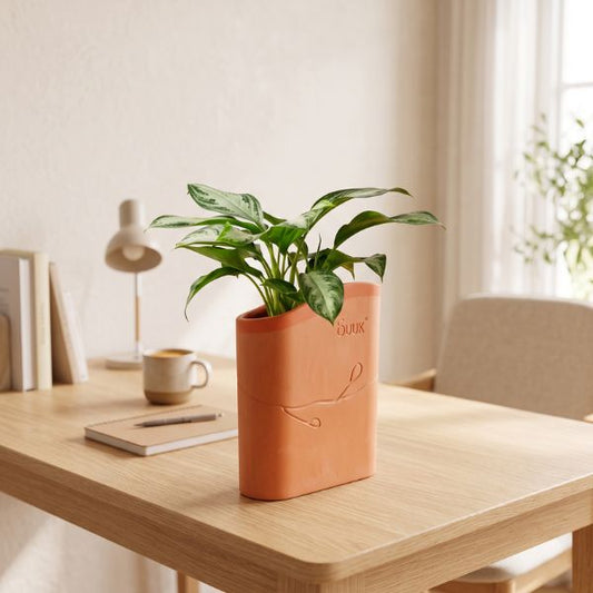 BUUK Desktop Planter / Tabletop Plant Pot