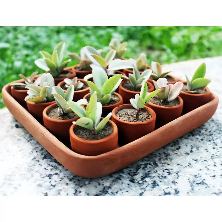 Square Plantation / Germination Kit
