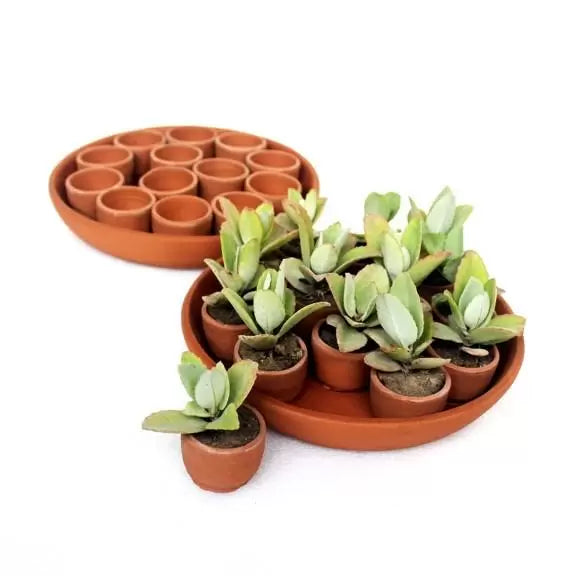 Disk Plantation / Germination Kit