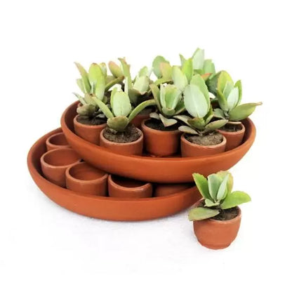 Disk Plantation / Germination Kit
