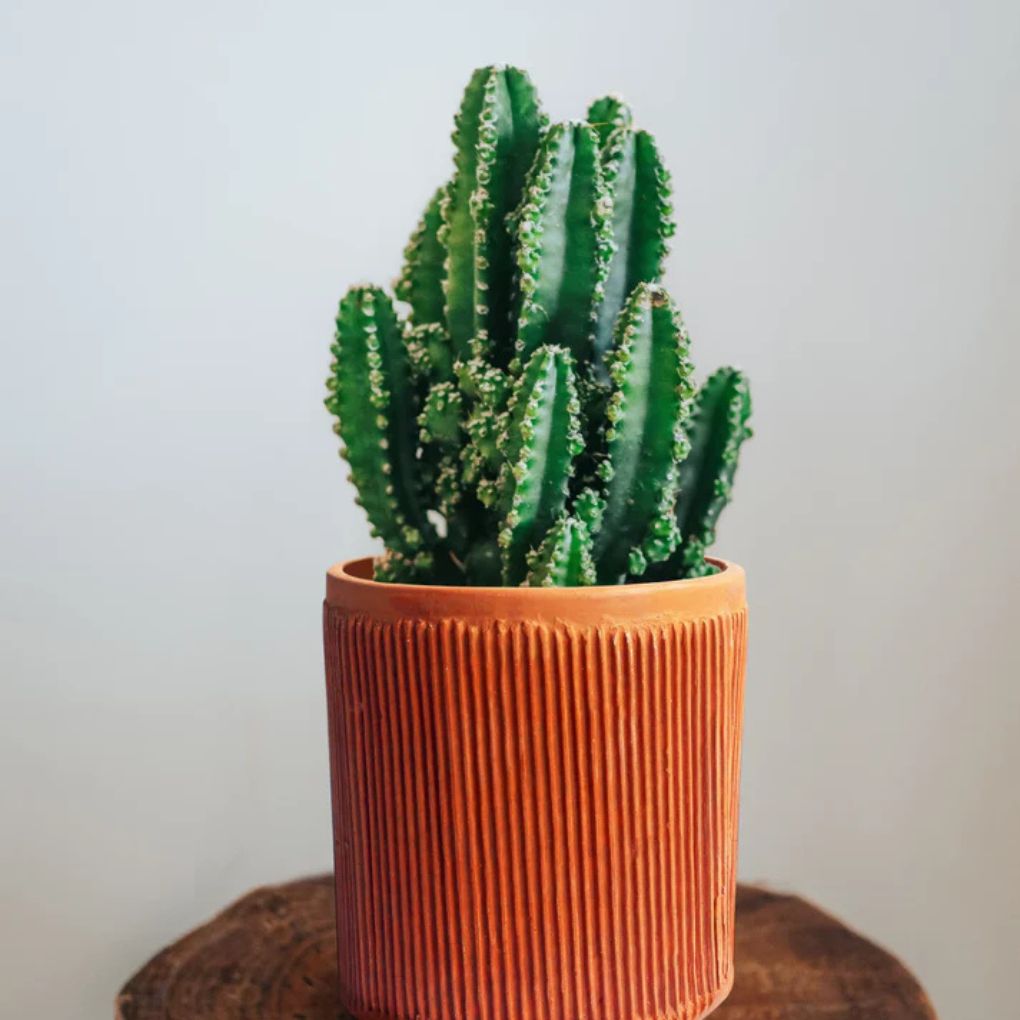 Terracotta Cylindrical Pillow Planter Set of 2
